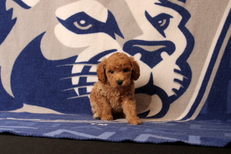 puppy, for, sale, Mini Goldendoodle F1B, Matthew B. Stoltzfus, dog, breeder, Gap, PA, dog-breeder, puppy-for-sale, forsale, nearby, find, puppyfind, locator, puppylocator, aca